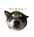 黒柴はんぞう（個別スタンプ：5）