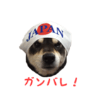 黒柴はんぞう（個別スタンプ：6）