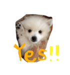 日本スピッツのふぅちゃん（個別スタンプ：1）