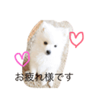 日本スピッツのふぅちゃん（個別スタンプ：2）