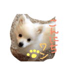 日本スピッツのふぅちゃん（個別スタンプ：4）