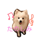 日本スピッツのふぅちゃん（個別スタンプ：6）