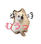 日本スピッツのふぅちゃん（個別スタンプ：7）