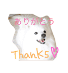日本スピッツのふぅちゃん（個別スタンプ：8）
