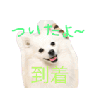 日本スピッツのふぅちゃん（個別スタンプ：9）