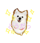 日本スピッツのふぅちゃん（個別スタンプ：10）