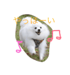 日本スピッツのふぅちゃん（個別スタンプ：11）