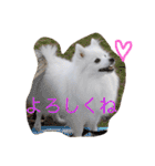 日本スピッツのふぅちゃん（個別スタンプ：13）