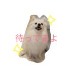 日本スピッツのふぅちゃん（個別スタンプ：16）