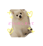 日本スピッツのふぅちゃん（個別スタンプ：17）