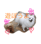 日本スピッツのふぅちゃん（個別スタンプ：18）