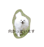 日本スピッツのふぅちゃん（個別スタンプ：24）