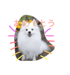 日本スピッツのふぅちゃん（個別スタンプ：25）