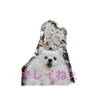 日本スピッツのふぅちゃん（個別スタンプ：26）