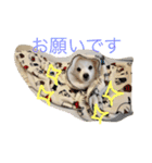 日本スピッツのふぅちゃん（個別スタンプ：28）