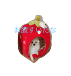 日本スピッツのふぅちゃん（個別スタンプ：30）