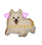 日本スピッツのふぅちゃん（個別スタンプ：31）