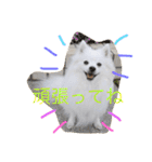 日本スピッツのふぅちゃん（個別スタンプ：32）