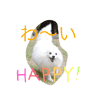 日本スピッツのふぅちゃん（個別スタンプ：33）