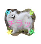 日本スピッツのふぅちゃん（個別スタンプ：35）