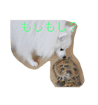 日本スピッツのふぅちゃん（個別スタンプ：37）
