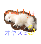 日本スピッツのふぅちゃん（個別スタンプ：38）