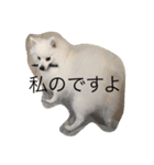 日本スピッツのふぅちゃん（個別スタンプ：40）