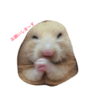 my hamster-chan（個別スタンプ：3）