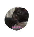my hamster-chan（個別スタンプ：4）