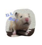 my hamster-chan（個別スタンプ：5）