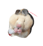 my hamster-chan（個別スタンプ：6）