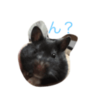 my hamster-chan（個別スタンプ：8）