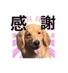 Nice stamp of cute dogs（個別スタンプ：1）