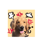 Nice stamp of cute dogs（個別スタンプ：3）