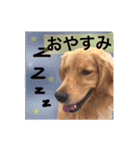 Nice stamp of cute dogs（個別スタンプ：4）