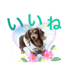 Nice stamp of cute dogs（個別スタンプ：8）