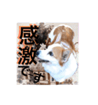 Nice stamp of cute dogs（個別スタンプ：12）