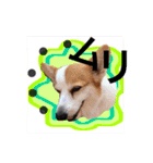 Nice stamp of cute dogs（個別スタンプ：13）