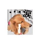 Nice stamp of cute dogs（個別スタンプ：14）