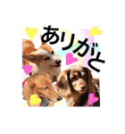 Nice stamp of cute dogs（個別スタンプ：16）