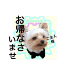 Nice stamp of cute dogs（個別スタンプ：19）