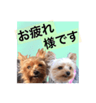 Nice stamp of cute dogs（個別スタンプ：20）