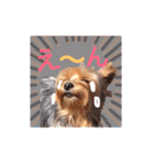 Nice stamp of cute dogs（個別スタンプ：21）