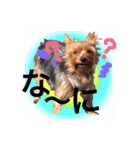 Nice stamp of cute dogs（個別スタンプ：23）