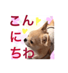 Nice stamp of cute dogs（個別スタンプ：24）