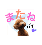 Nice stamp of cute dogs（個別スタンプ：28）