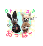 Nice stamp of cute dogs（個別スタンプ：30）