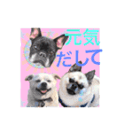 Nice stamp of cute dogs（個別スタンプ：35）