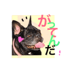 Nice stamp of cute dogs（個別スタンプ：37）