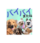 Nice stamp of cute dogs（個別スタンプ：38）